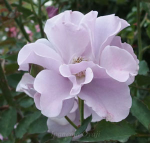 紫の園はブルー系のバラ