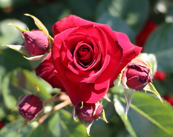 フロリバンダ系統の赤色バラ
