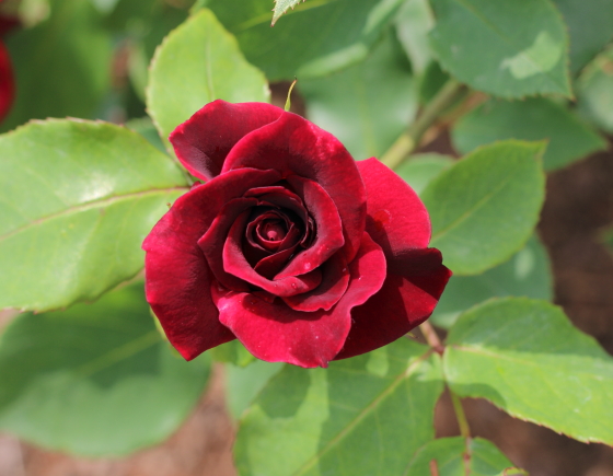 オクラホマは黒赤色バラの巨大輪咲き