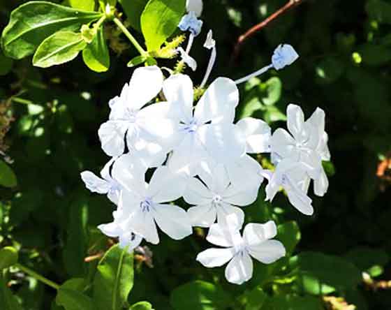 プルンバゴは初夏から秋まで開花する