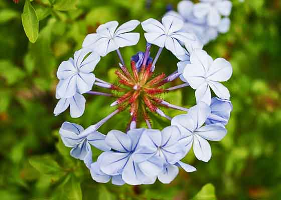 プルンバゴは青色の花