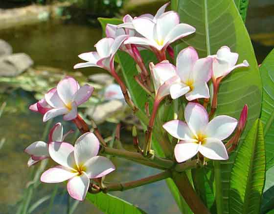 プルメリアの植え付け期は４ ６月 季節の花 イパネマおやじ イパネマおやじ ハーブとバラ 育てる楽しさは１株から心と風景が豊かになる夢の時間