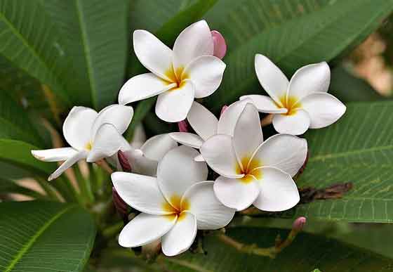 プルメリアの植え付け期は４ ６月 季節の花 イパネマおやじ イパネマおやじ ハーブとバラ 育てる楽しさは１株から心と風景が豊かになる夢の時間