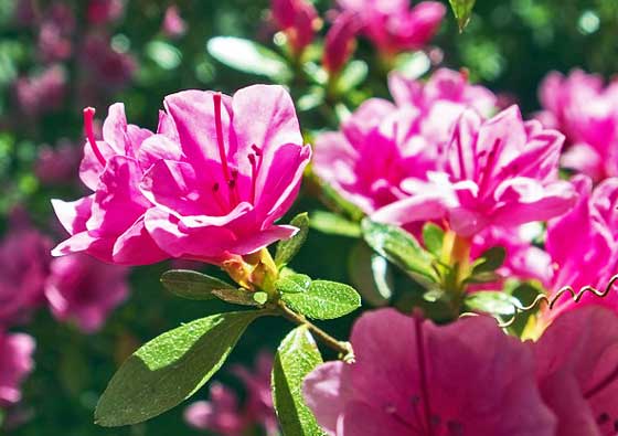 アザレア 西洋ツツジ の植え付け期は４ ６月 季節の花 イパネマおやじ イパネマおやじ ハーブとバラ 育てる楽しさは１株から心と風景が豊かになる夢の時間