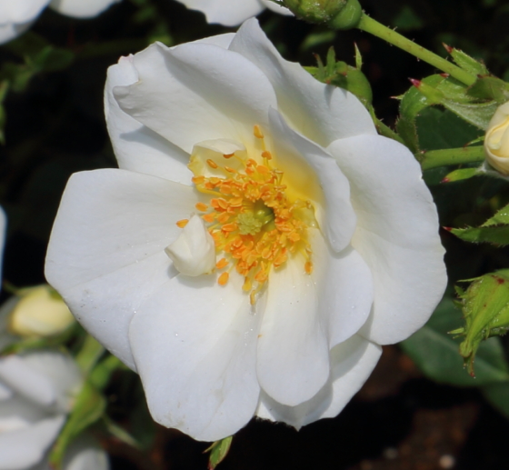ミニチュアローズ系統の白色のバラ