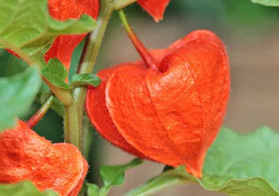 ホオズキの植え付け期は３～６月 季節の花-イパネマおやじ | イパネマ 