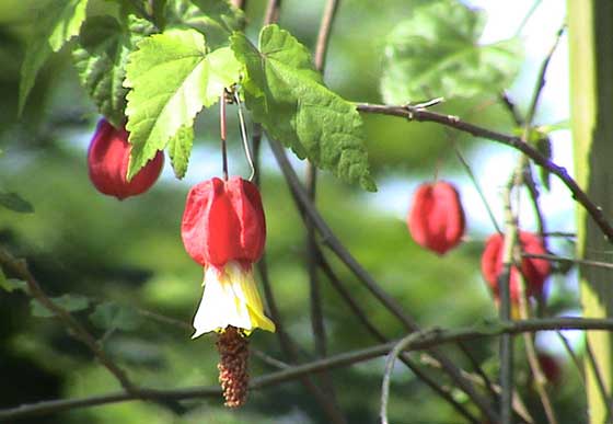 アブチロンの植え付け期は４ ６月 季節の花 イパネマおやじ イパネマおやじ ハーブとバラ 育てる楽しさは１株から心と風景が豊かになる夢の時間