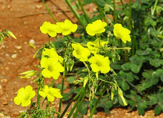 アラマンダは春から秋まで開花する