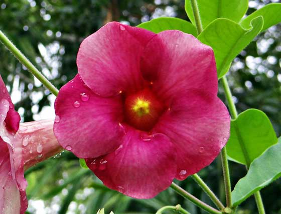 アラマンダは寒さに弱い植物です