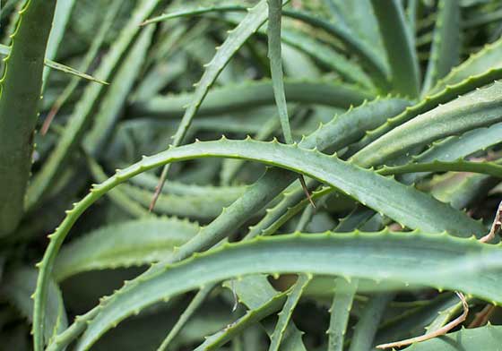 アロエ・ベラは多肉植物