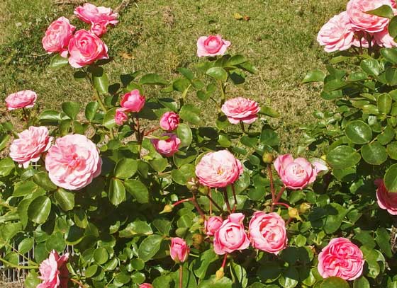 芳香賞を受賞したバラ