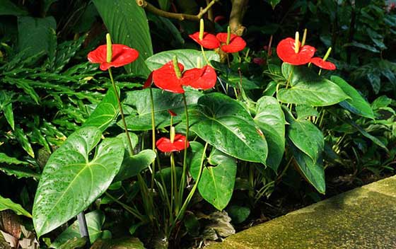 アンスリウムは観葉植物です