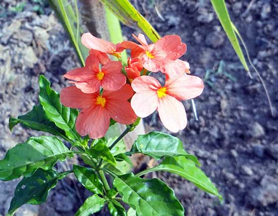 クロッサンドラは寒さに弱い植物