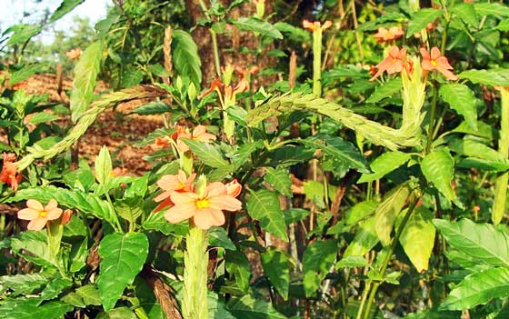 クロッサンドラは熱帯植物です