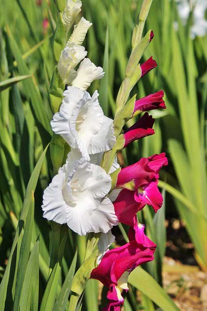 グラジオラスの植え付け期は３ ７月 季節の花 イパネマおやじ イパネマおやじ ハーブとバラ 育てる楽しさは１株から心と風景が豊かになる夢の時間