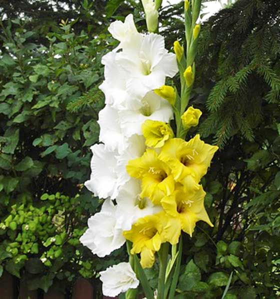 グラジオラスの植え付け期は３ ７月 季節の花 イパネマおやじ イパネマおやじ ハーブとバラ 育てる楽しさは１株から心と風景が豊かになる夢の時間