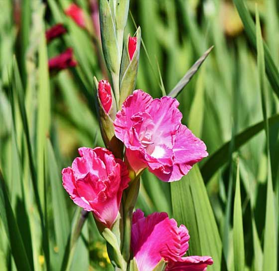 グラジオラスの植え付け期は３ ７月 季節の花 イパネマおやじ イパネマおやじ ハーブとバラ 育てる楽しさは１株から心と風景が豊かになる夢の時間