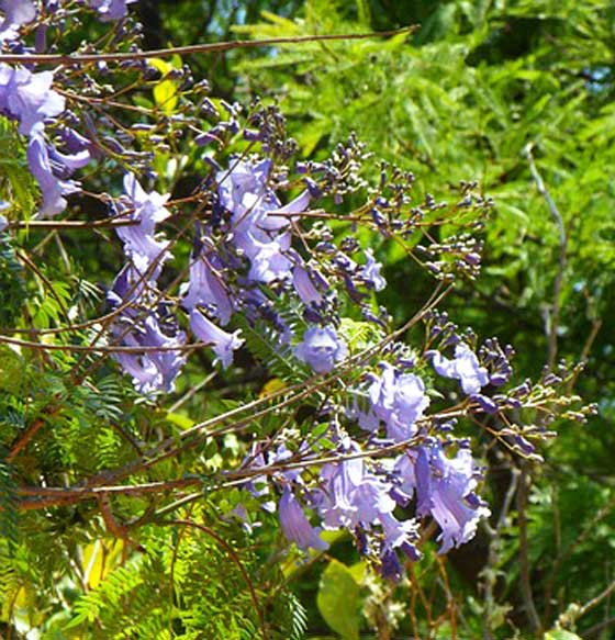 ジャカランダは熱帯植物です