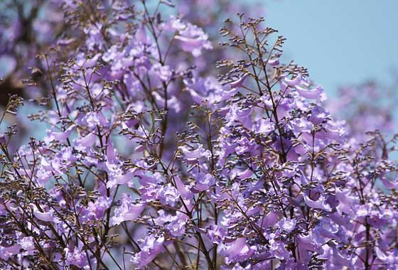 ジャカランダの植え付け適期は５ ９月 季節の花 イパネマおやじ イパネマおやじ ハーブとバラ 育てる楽しさは１株から心と風景が豊かになる夢の時間