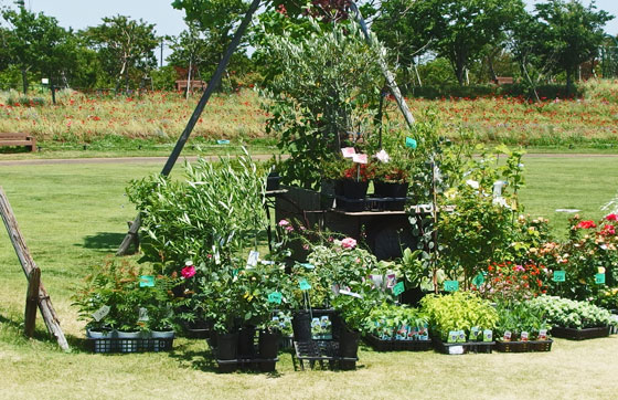 花菜ガーデンの風景