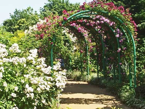 花菜ガーデンの春バラが咲く風景