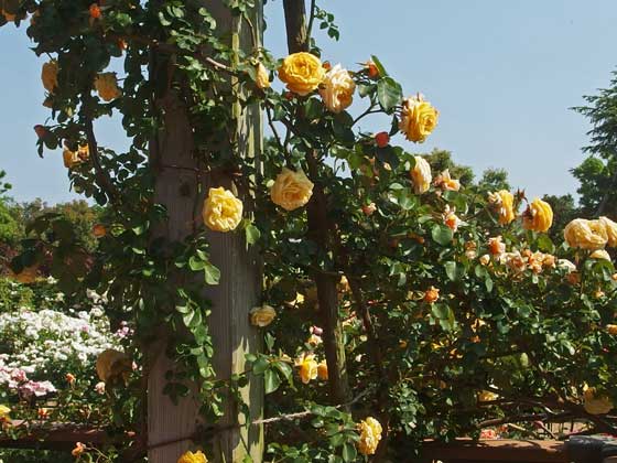 花菜ガーデンの春の風景