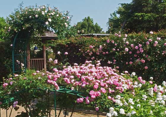 花菜ガーデンの風景