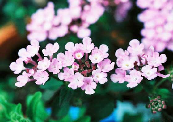 コバノランタナの挿し木の適期は５ ７月 季節の花 イパネマおやじ イパネマおやじ ハーブとバラ 育てる楽しさは１株から心と風景が豊かになる夢の時間