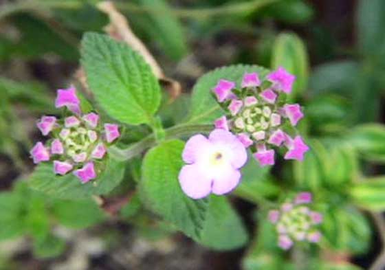 コバノランタナの挿し木の適期は５ ７月 季節の花 イパネマおやじ イパネマおやじ ハーブとバラ 育てる楽しさは１株から心と風景が豊かになる夢の時間