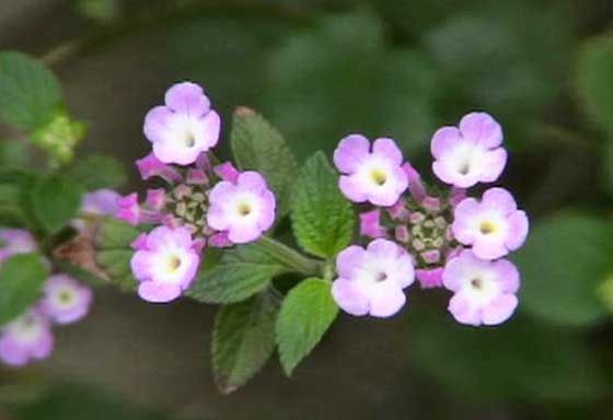 コバノランタナの挿し木の適期は５ ７月 季節の花 イパネマおやじ イパネマおやじ ハーブとバラ 育てる楽しさは１株から心と風景が豊かになる夢の時間