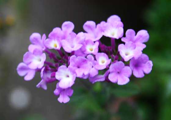 コバノランタナの挿し木の適期は５ ７月 季節の花 イパネマおやじ イパネマおやじ ハーブとバラ 育てる楽しさは１株から心と風景が豊かになる夢の時間