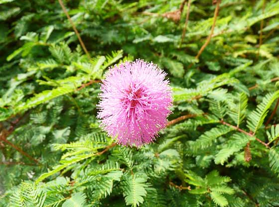 オジギソウは多年草です