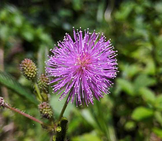 オジギソウの植え付け期は５ ６月 季節の花 イパネマおやじ イパネマおやじ ハーブとバラ 育てる楽しさは１株から心と風景が豊かになる夢の時間