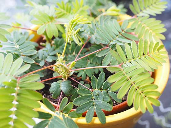 オジギソウの植え付け期は５ ６月 季節の花 イパネマおやじ イパネマおやじ ハーブとバラ 育てる楽しさは１株から心と風景が豊かになる夢の時間