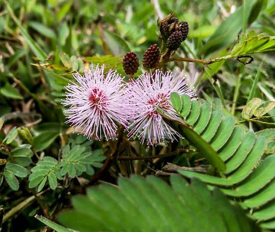 オジギソウの植え付け期は５ ６月 季節の花 イパネマおやじ イパネマおやじ ハーブとバラ 育てる楽しさは１株から心と風景が豊かになる夢の時間