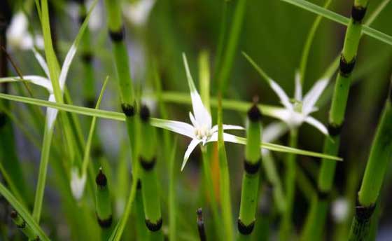 シラサギカヤツリは水生植物