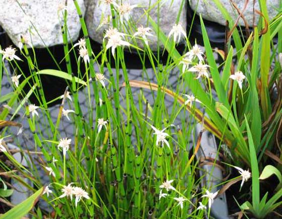 シラサギカヤツリは初夏～秋まで開花する