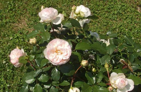 ティー系の芳香がある