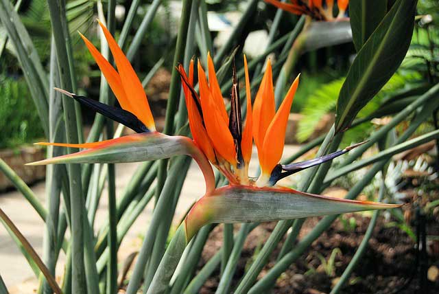 ストレリチアの植え付け適期は４ ９月 季節の花 イパネマおやじ イパネマおやじ ハーブとバラ 育てる楽しさは１株から心と風景が豊かになる夢の時間