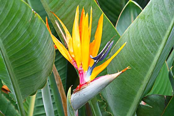 ストレリチアの植え付け適期は４ ９月 季節の花 イパネマおやじ イパネマおやじ ハーブとバラ 育てる楽しさは１株から心と風景が豊かになる夢の時間