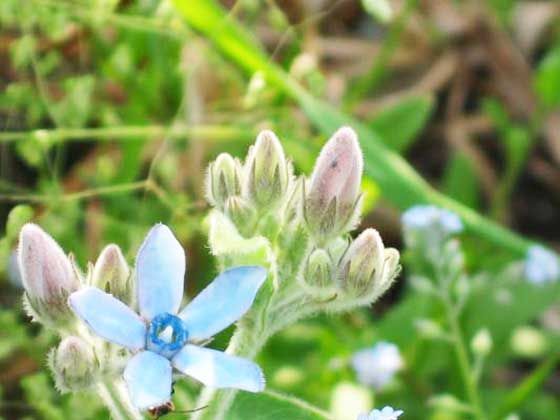 オキシペタラムの植え付け期は４ ７月 季節の花 イパネマおやじ イパネマおやじ ハーブとバラ 育てる楽しさは１株から心と風景が豊かになる夢の時間