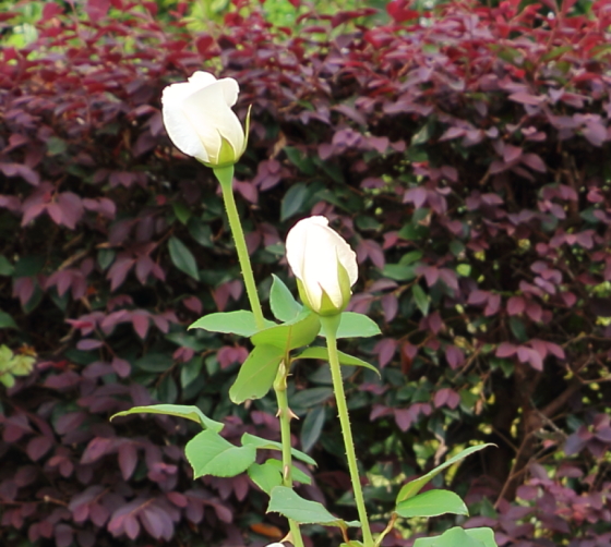 花菜ガーデンの秋のバラ