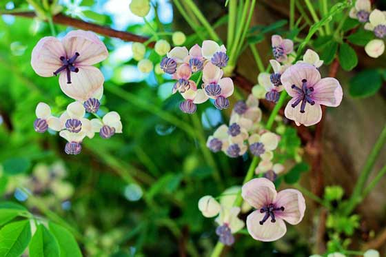 アケビの挿し木適期は６ ７月 果実 甘い果樹が実る イパネマおやじ イパネマおやじ ハーブとバラ 育てる楽しさは１株から心と風景が豊かになる夢の時間