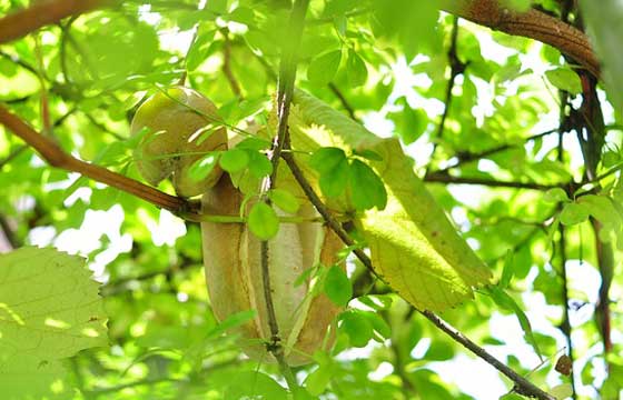 アケビの挿し木適期は６ ７月 果実 甘い果樹が実る イパネマおやじ イパネマおやじ ハーブとバラ 育てる楽しさは１株から心と風景が豊かになる夢の時間