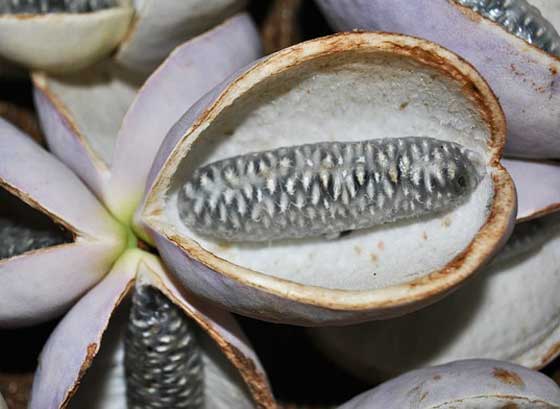 アケビはつる性植物