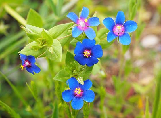 アナガリスは青色の花です