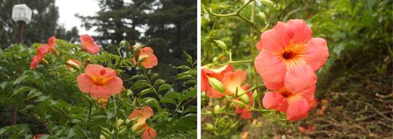 ノウゼンカズラはつる植物です