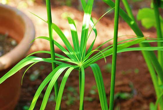 シペラスは草丈１００ｃｍ程です