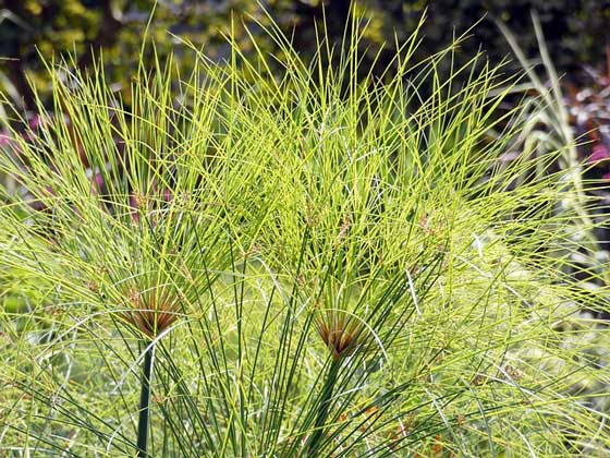 シペラスは観葉植物です