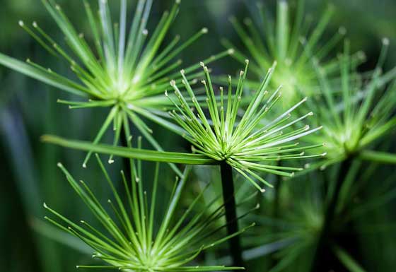 シペラスは湿生植物